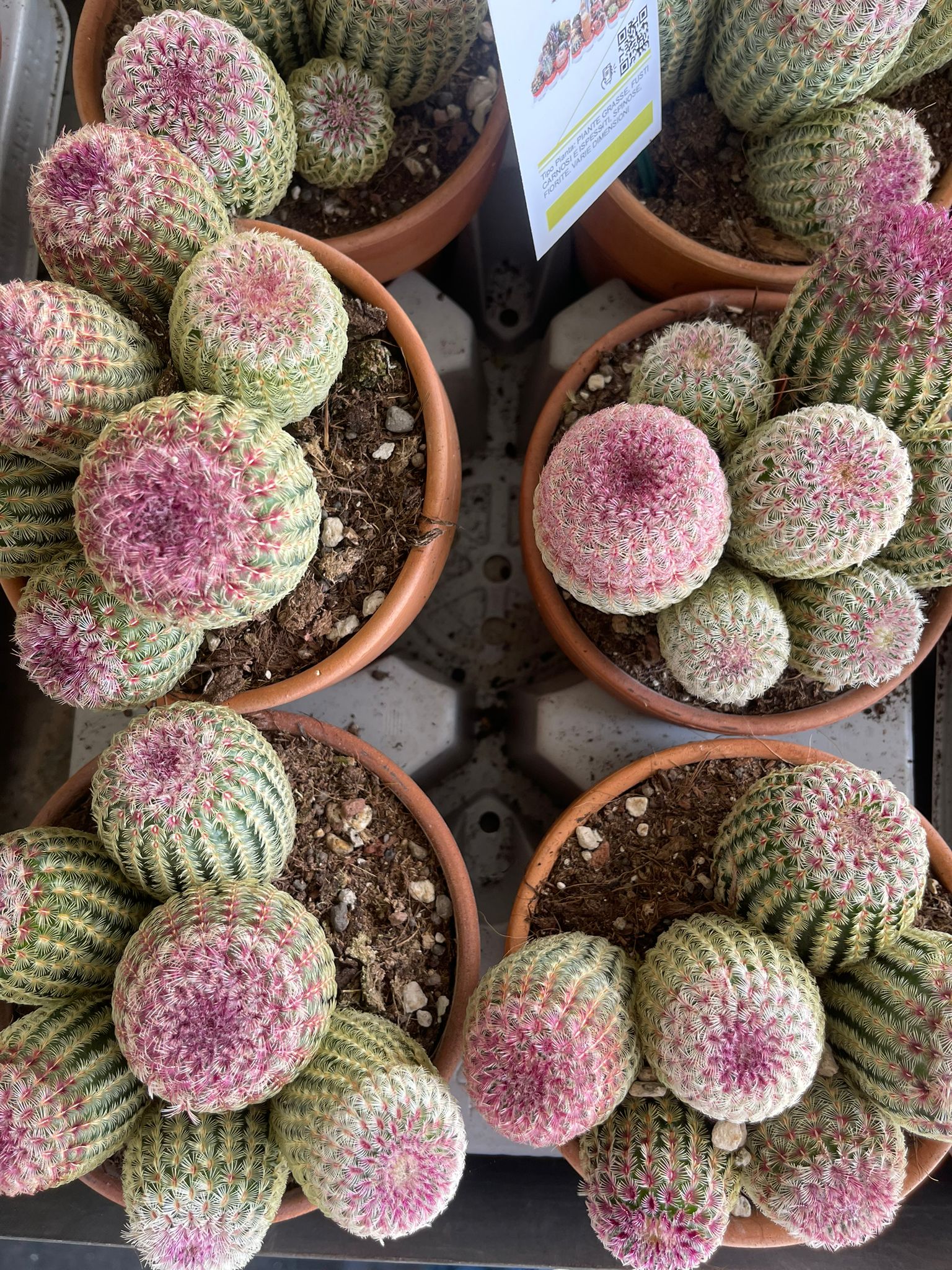 Echinocereus rigidissimus var. rubrispinus - Pianta Grassa Foto Reali