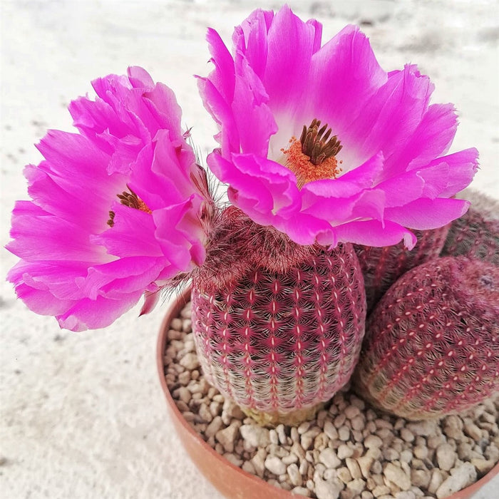 Echinocereus rigidissimus var. rubrispinus - Pianta Grassa Foto Reali