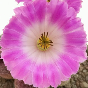 Echinocereus rigidissimus var. rubrispinus - Pianta Grassa Foto Reali
