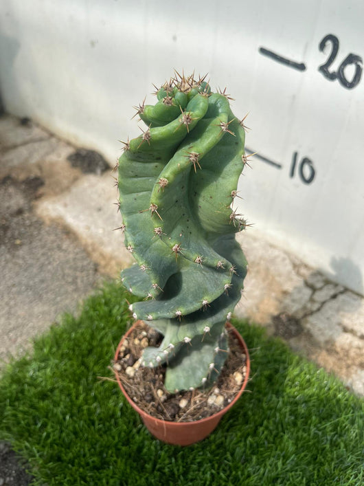 CEREUS FORBESII CV. SPIRALIS - Pianta Grassa Cactus Vaso 10,5 H30 cm Foto Reali