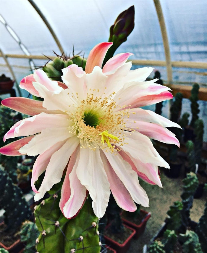 CEREUS FORBESII CV. SPIRALIS - Pianta Grassa Cactus Vaso 10,5 H30 cm Foto Reali