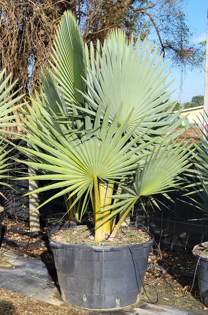Copernicia fallaensis H 3 m vaso 90 – Palma tropicale rara a ventaglio foto reale