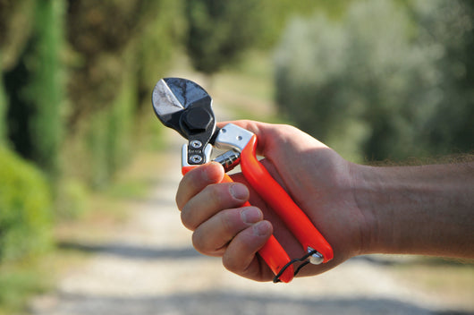 Castellari FORBICI PER FRUTTETO B 12 cm. 21