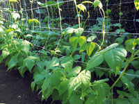 Confine RETE PER ORTAGGI BIANCA mt.2x1.000