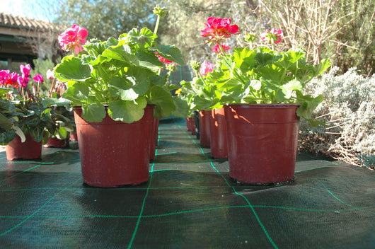 Confine RETE PER PACCIAMATURA VERDE Lunghezza mt.100 H.mt.1,05 105.00 mq