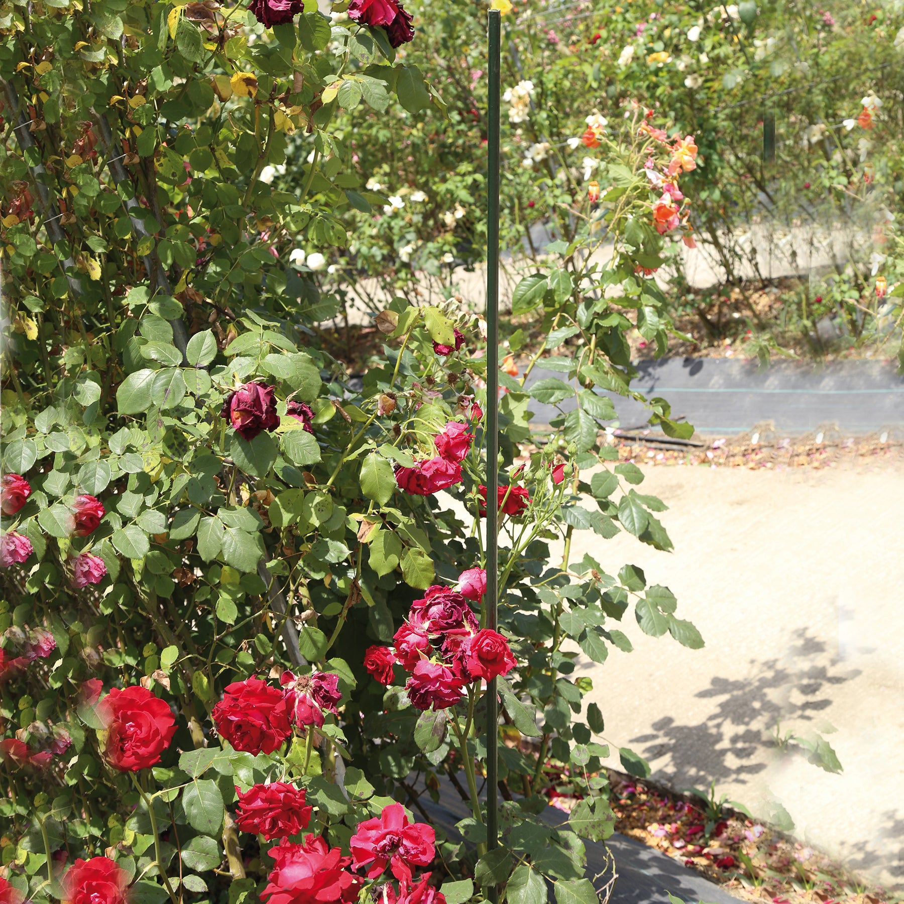 Confine SOSTEGNO IN ACCIAIO PER PIANTE E ORTAGGI  cm. 210 25.00 pz