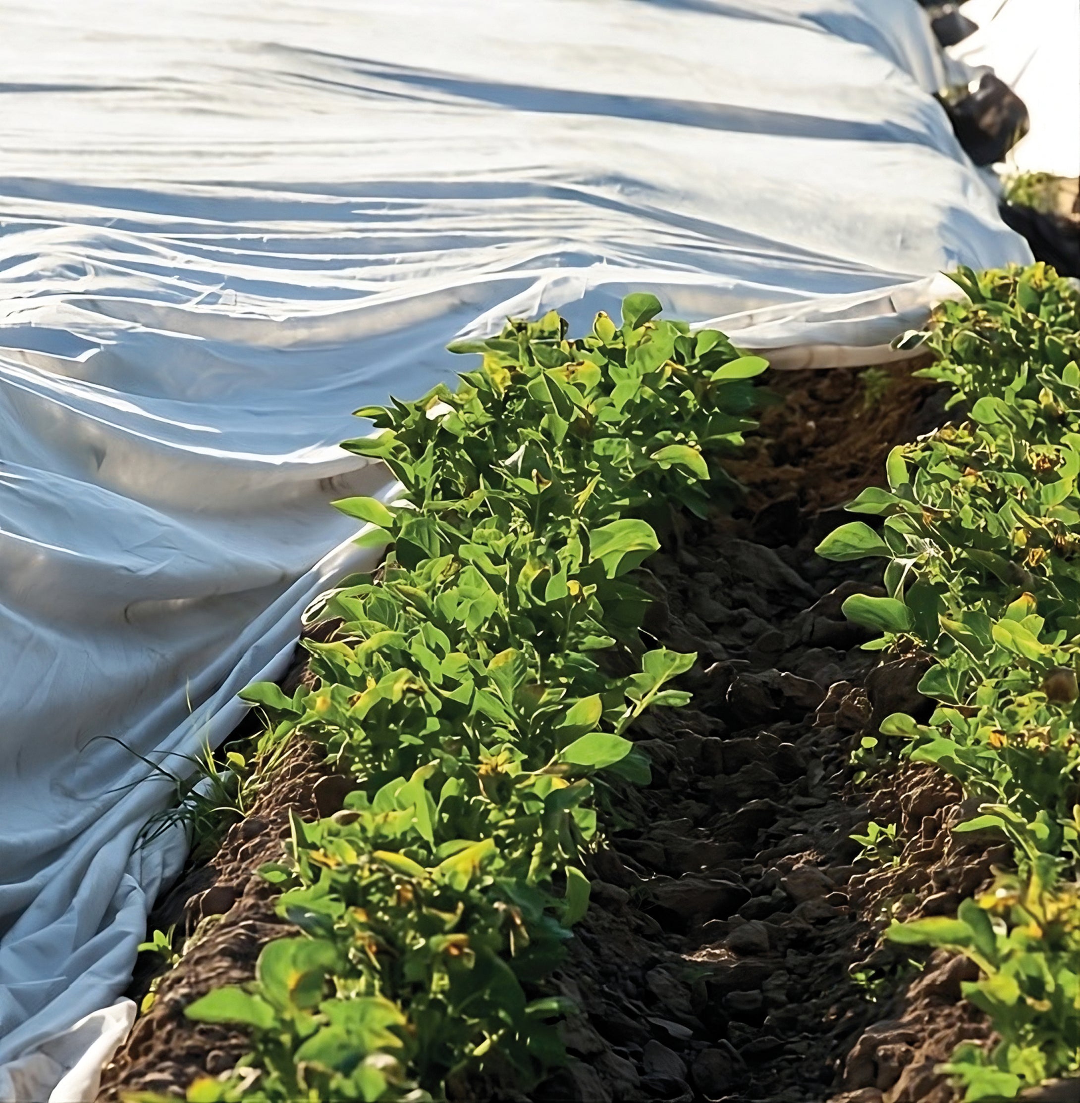 Confine TELO ANTIGELO IN TNT A ROTOLO PER SEMI E PIANTINE mt. 3,20x250