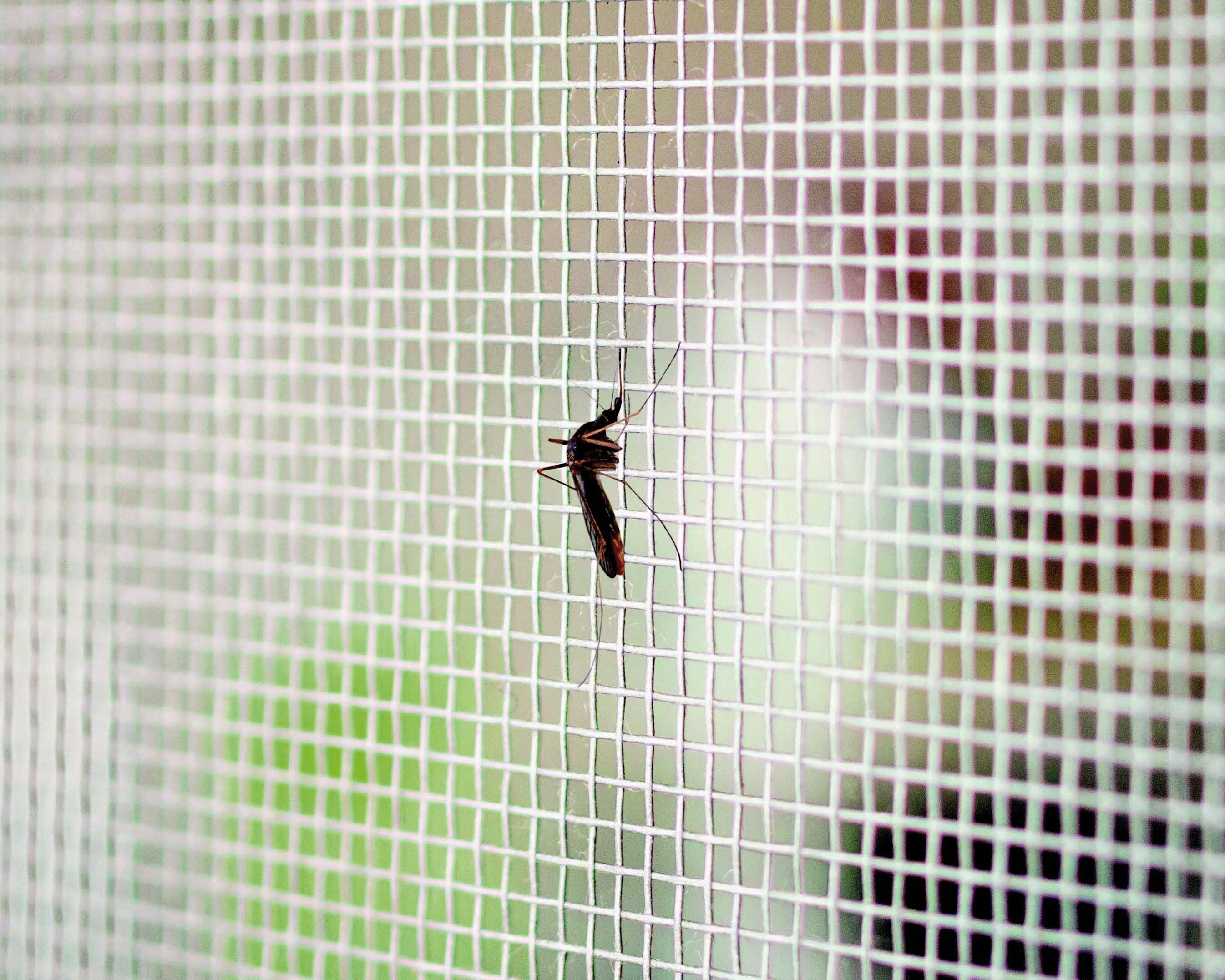 Tata Linda ZANZARIERA MOSCHIERA A ROTOLO ZINCATA MT. 25 Maglia mm. 14x16 H. cm.100