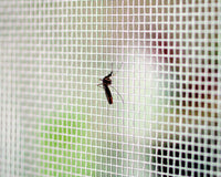 Tata Linda ZANZARIERA MOSCHIERA A ROTOLO ZINCATA MT. 25 Maglia mm. 14x16 H. cm.120