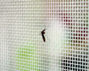 Tata Linda ZANZARIERA MOSCHIERA A ROTOLO ZINCATA MT. 25 Maglia mm. 14x16 H. cm.120