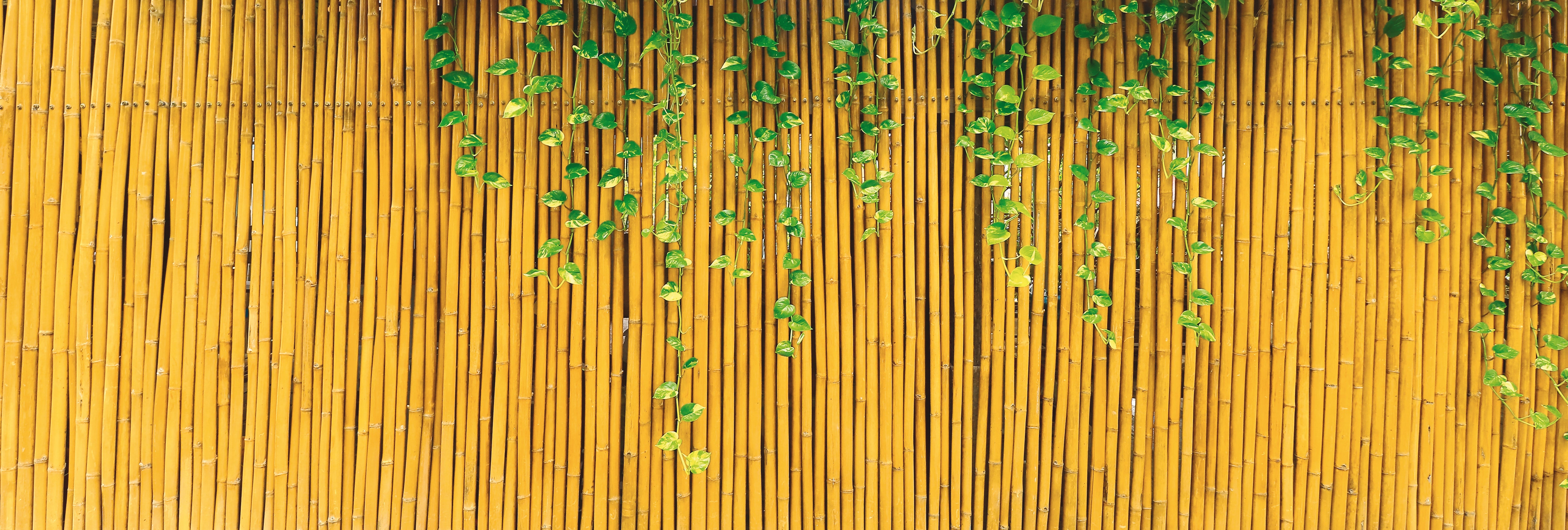 Utilia TOP QUALITY ARELLE IN CANNA DI BAMBÙ Ø mm 15 cm. 150x300