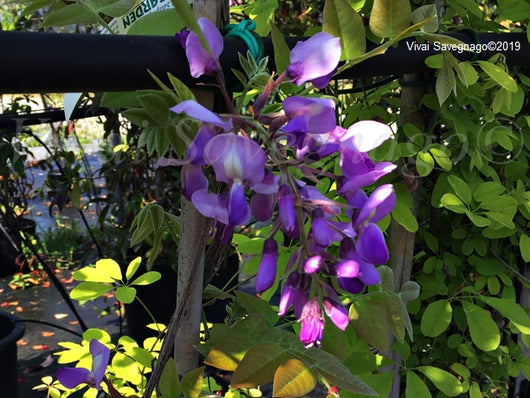 Wisteria brachybotrys ‘Iko Yama Fuji’ GLICINE colore viola carico