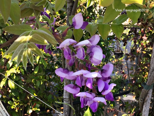Wisteria brachybotrys ‘Iko Yama Fuji’ GLICINE colore viola carico