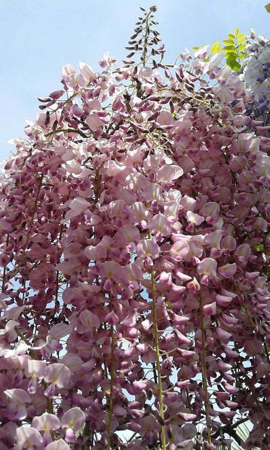 Wisteria floribunda 'Rosea' - Pianta GLICINE rosa  rampicante H 190cm  fiori