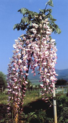 Wisteria floribunda 'Rosea' - Pianta GLICINE rosa  rampicante H 190cm  fiori