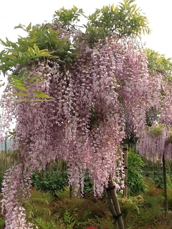 Wisteria floribunda 'Rosea' - Pianta GLICINE rosa  rampicante H 190cm  fiori
