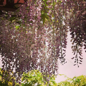 Wisteria floribunda 'Rosea' - Pianta GLICINE rosa  rampicante H 190cm  fiori