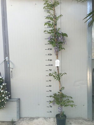 Wisteria floribunda 'Rosea' - Pianta GLICINE rosa  rampicante H 190cm  fiori