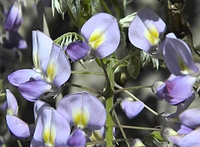 Wisteria floribunda ‘Issai-naga’ - GLICINE VIOLA Pianta Rampicante