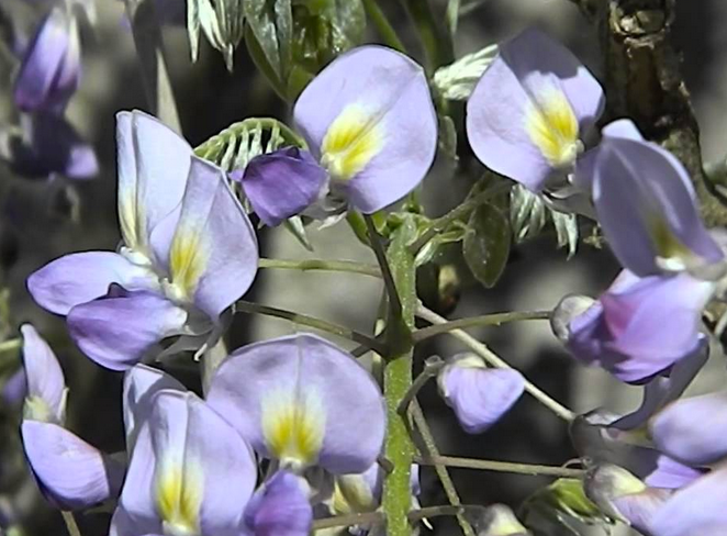 Wisteria floribunda ‘Issai-naga’ - GLICINE VIOLA Pianta Rampicante