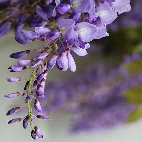 Wisteria floribunda ‘Issai-naga’ - GLICINE VIOLA Pianta Rampicante