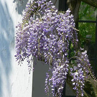 Wisteria floribunda ‘Issai-naga’ - GLICINE VIOLA Pianta Rampicante