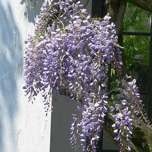 Wisteria floribunda ‘Issai-naga’ - GLICINE VIOLA Pianta Rampicante