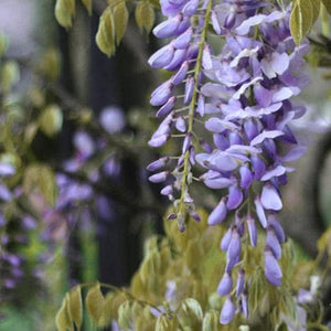 Wisteria floribunda ‘Issai-naga’ - GLICINE VIOLA Pianta Rampicante