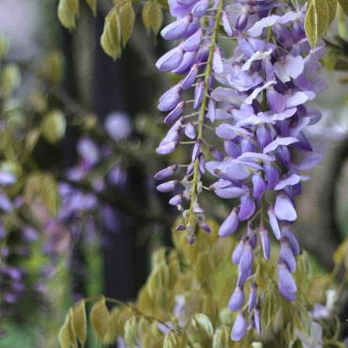 Wisteria floribunda ‘Issai-naga’ - GLICINE VIOLA Pianta Rampicante