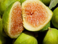 Fico Fiorone Petrelli - Varietà  di origine barese Pianta da Frutta