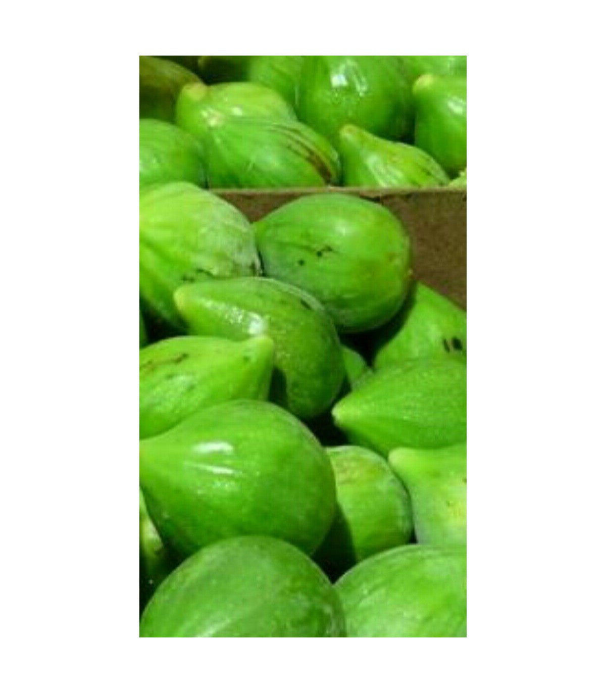 Fico Fiorone Petrelli - Varietà  di origine barese Pianta da Frutta