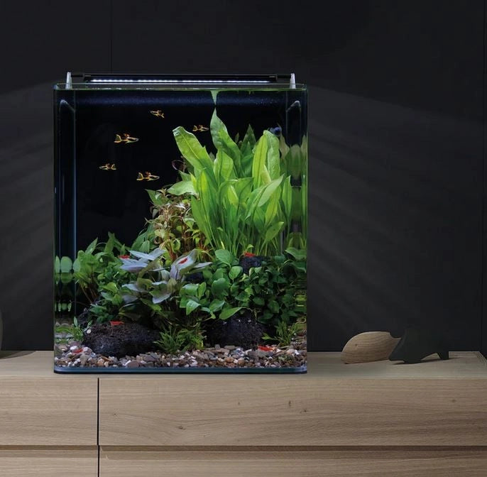 Dennerle Nano Cube Basic 60L - Mini acquario panoramico cm38x38x43h con filtro e LED