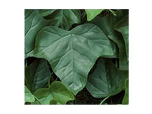 FOGLIE EDERA DI RICAMBIO PER SIEPE ARTIFICIALE  pz.20    TREX