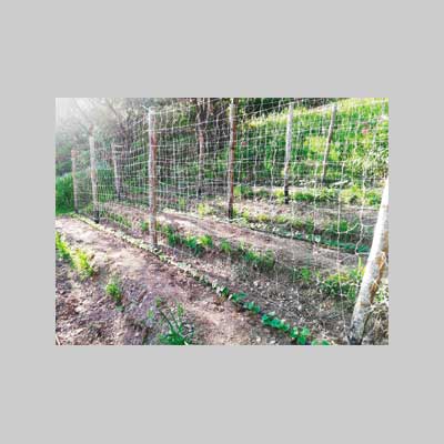 RETE RAMPICANTE IDEAL STAR 1,5x10 mt - colore bianco - IDEAL STAR