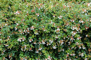 Gardenaria Abelia grandiflora - Arbusto ornamentale da giardino Altezza: 30/35 cm (vaso19)