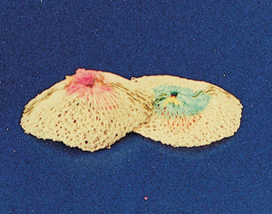 RETINA LAMPADA 100/200W RICAMBIO NON RADIATTIVA*- EUROCAMPING- 24,0 pz