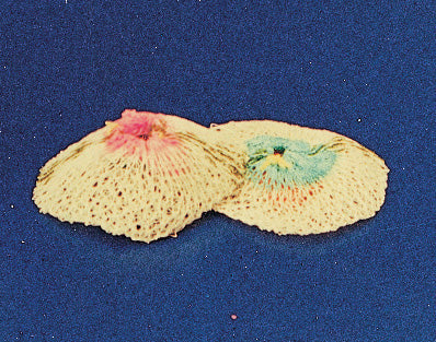 RETINA LAMPADA 100/200W RICAMBIO NON RADIATTIVA*- EUROCAMPING- 24,0 pz