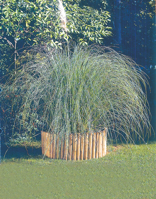 BORDURA IN PINO IMPREGNATO ROTOLO 180XH20 CM- WELLTON SP.ZO.O.- 1,0 pz