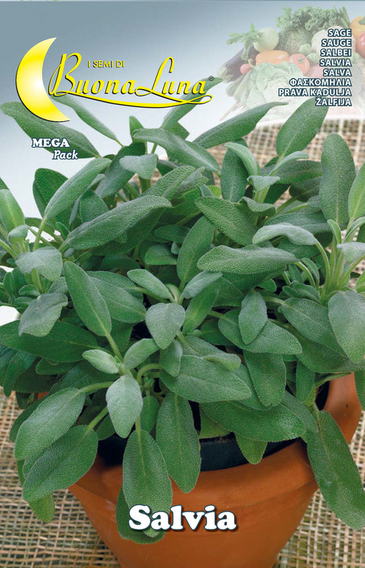 SEMI ORTO SALVIA- HORTUS SEMENTI- 10,0 pz