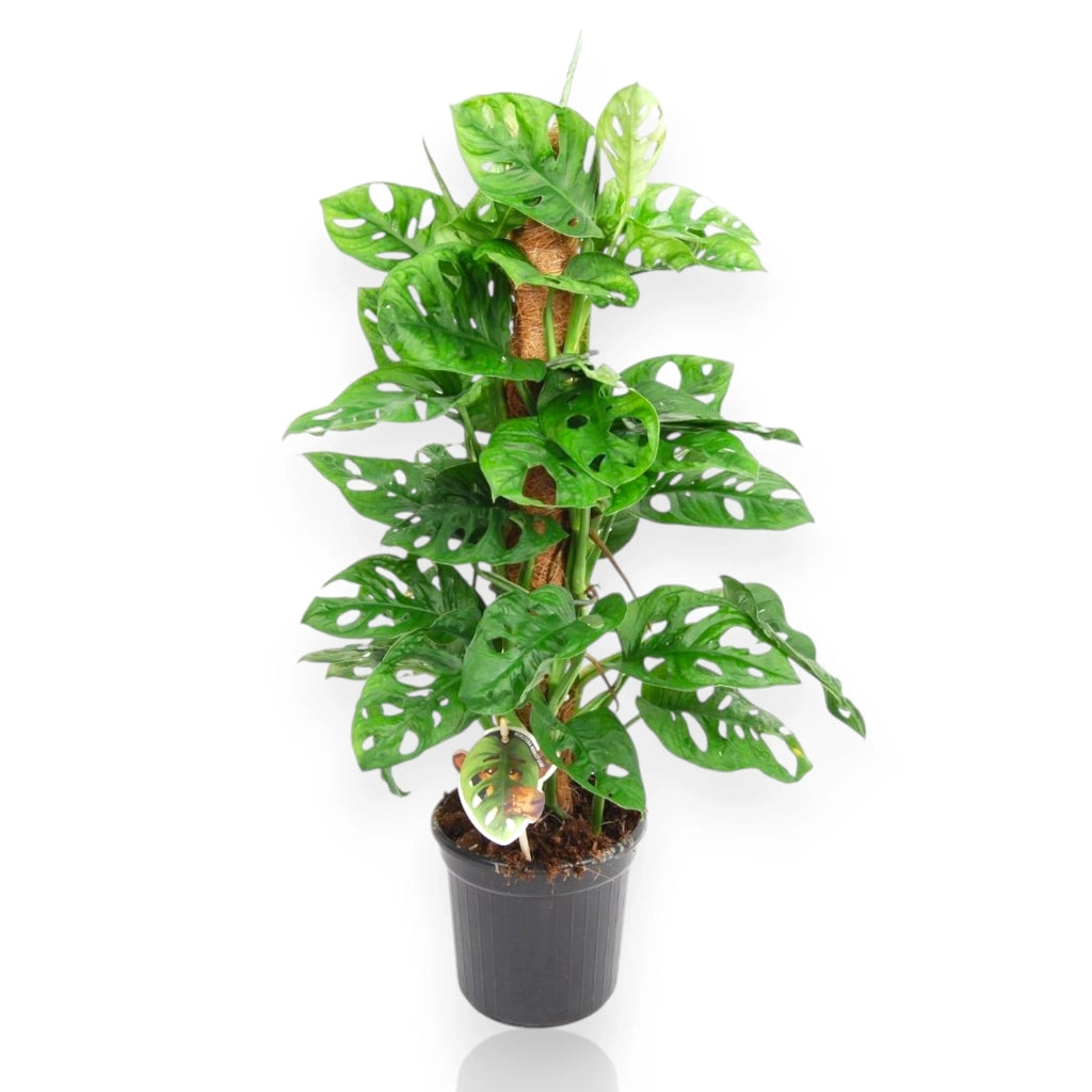 Gardenaria Monstera adansonii su tutore - Pianta da interno ornamentale Altezza: 160 cm (vaso 27)