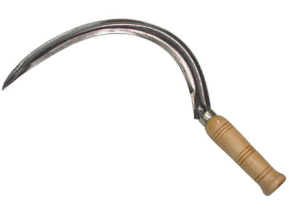 FALCIOLA CON COSTA  n°3    IL CAMPO