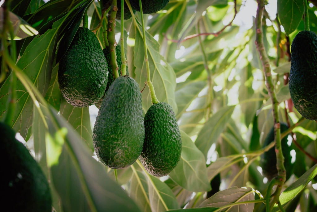 Avocado Lamb Hass - Persea Americana Pianta da frutto frutta Foto Reali
