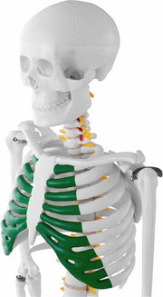 Modello anatomico miniatura a scheletro 85 cm - 3 pezzi, PVC, con articolazioni flessibili per l'istruzione