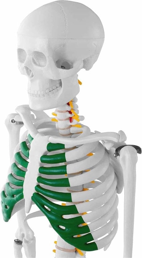 Modello anatomico miniatura a scheletro 85 cm - 3 pezzi, PVC, con articolazioni flessibili per l'istruzione