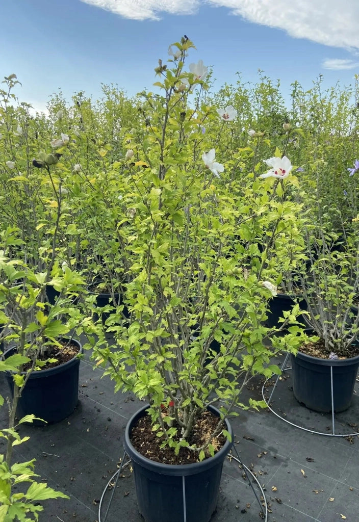 Gardenaria Ibisco - Hibiscus syriacus 'Red heart' - Arbusto ornamentale da giardino Altezza: 100/120 cm (vaso20)