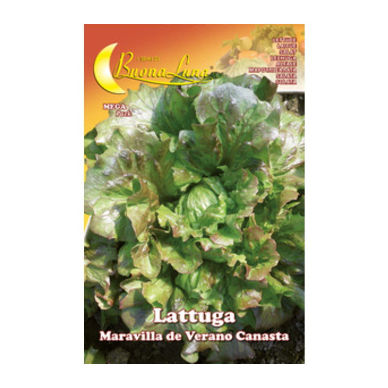 SEMI ORTO LATTUGA CANASTA- HORTUS SEMENTI- 10,0 pz