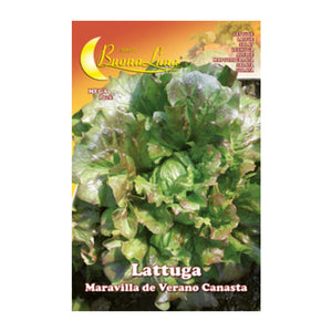 SEMI ORTO LATTUGA CANASTA- HORTUS SEMENTI- 10,0 pz