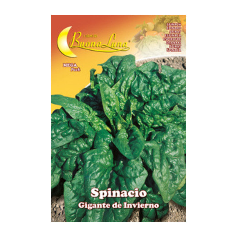 SEMI ORTO SPINACI GIGANTI- HORTUS SEMENTI- 10,0 pz
