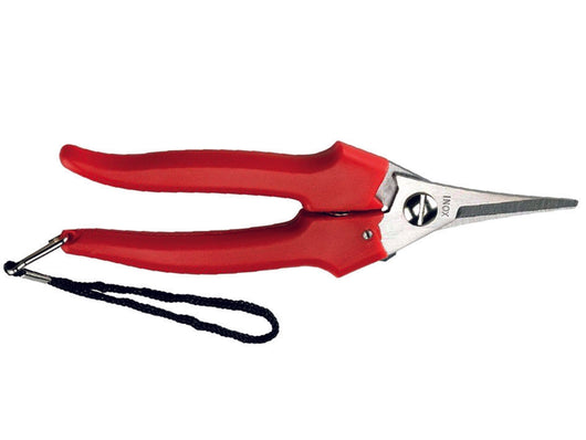 FORBICE RACCOLTA LAMA STRETTA- - cm.19 - 31329 - 12 blister AUSONIA