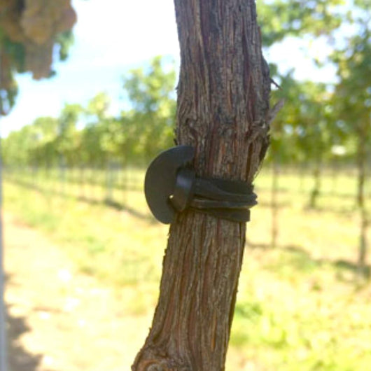 ANCORETTA ELASTICA PER LEGATURE 5 CM CONF 500 G- GENERAL PLASTICS- 1,0 confezione